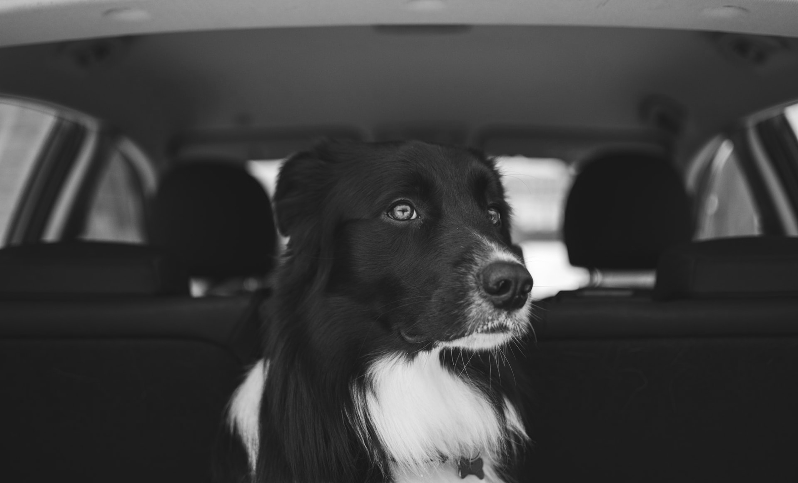 Driving With Animals: Transporting Your Pets Safely